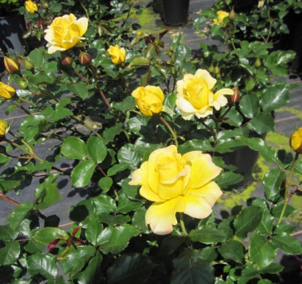 Hochstammrose Sunmaid 3